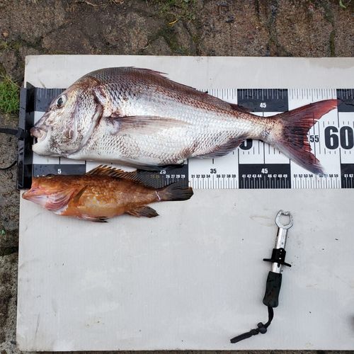 マダイの釣果