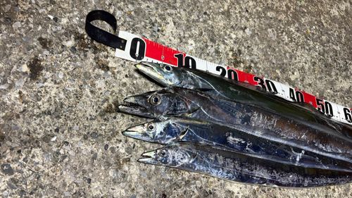 タチウオの釣果