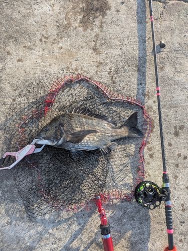 チヌの釣果