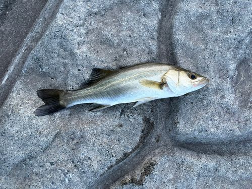 セイゴ（マルスズキ）の釣果