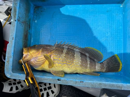 アオハタの釣果