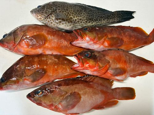 アカハタの釣果
