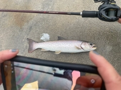 アメマスの釣果
