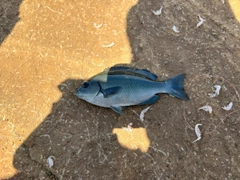 メジナの釣果