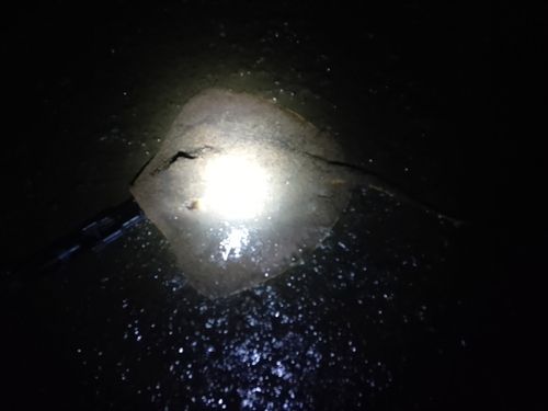 アカエイの釣果