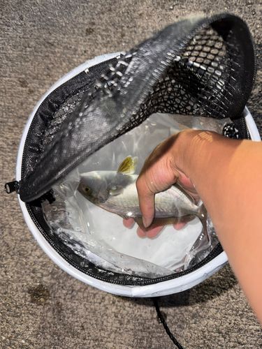 カンパチの釣果