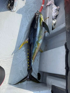 キハダマグロの釣果