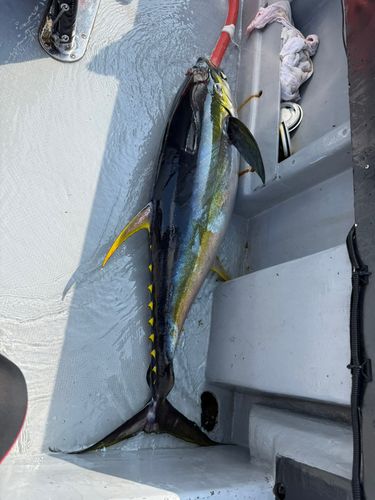 キハダマグロの釣果