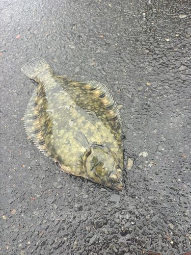 カレイの釣果
