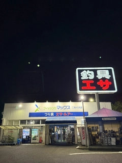 キスの釣果
