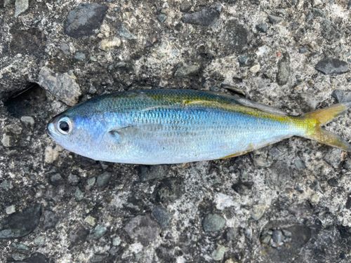 タカベの釣果