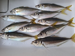 アジの釣果