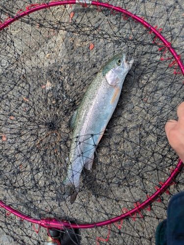 ニジマスの釣果
