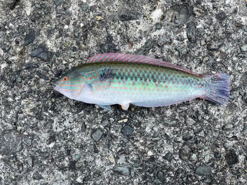 キュウセンの釣果