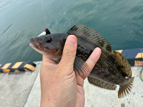 アイナメの釣果