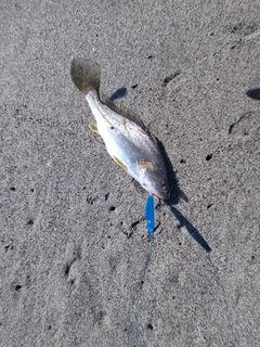 ニベの釣果