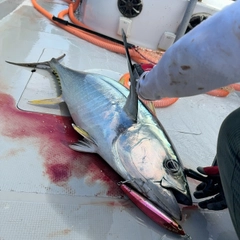 キハダマグロの釣果