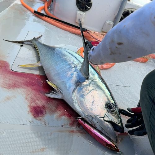キハダマグロの釣果