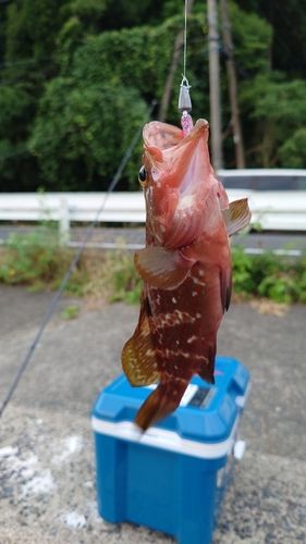 アコウの釣果