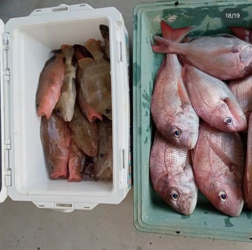 タイの釣果