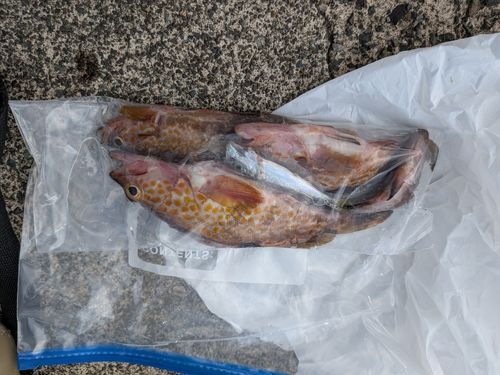 アコウの釣果