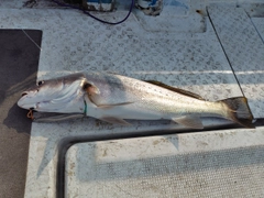 オオニベの釣果