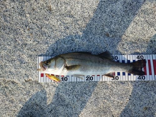 スズキの釣果