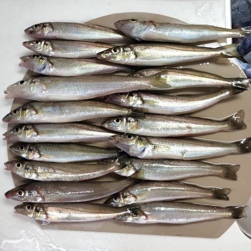 シロギスの釣果