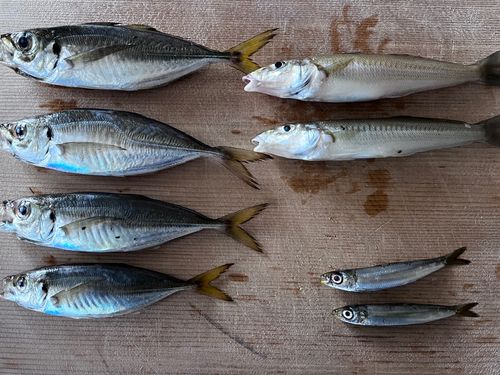 アジの釣果