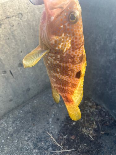 キジハタの釣果