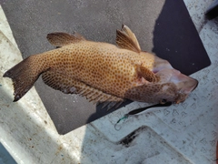 オオモンハタの釣果
