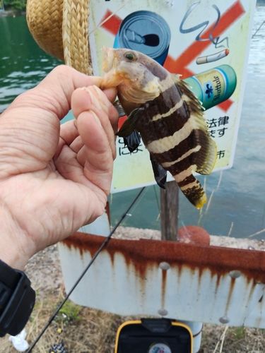 アオハタの釣果