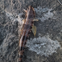 アカエソの釣果