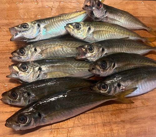 アジの釣果