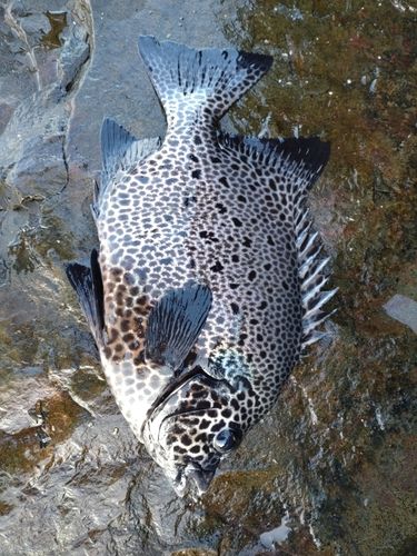 イシガキダイの釣果