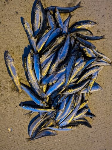 マイワシの釣果