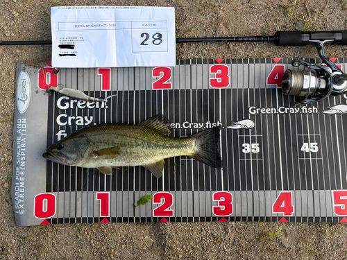 ブラックバスの釣果