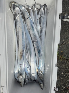 タチウオの釣果