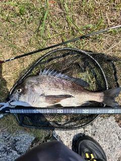 チヌの釣果