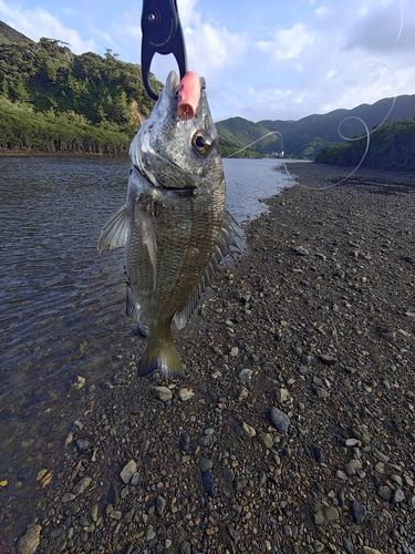 ミナミクロダイの釣果