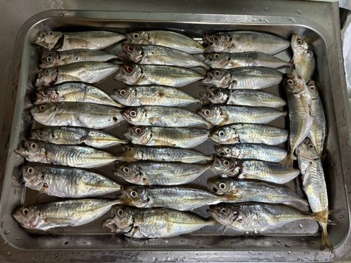 アジの釣果