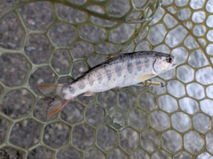 アマゴの釣果