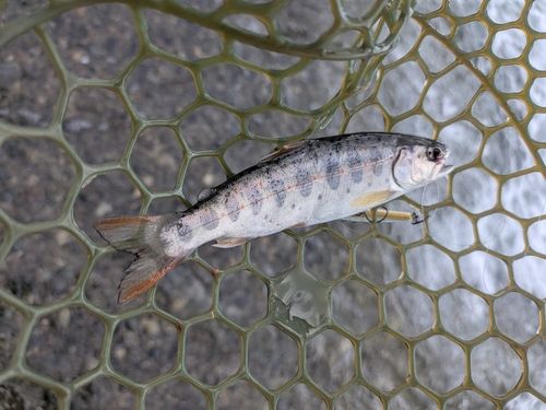 アマゴの釣果