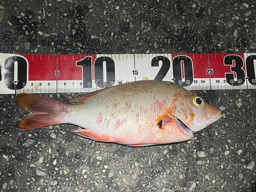 ヒメフエダイの釣果