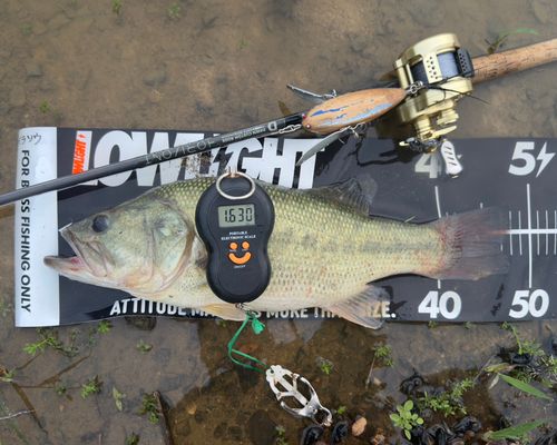 ブラックバスの釣果