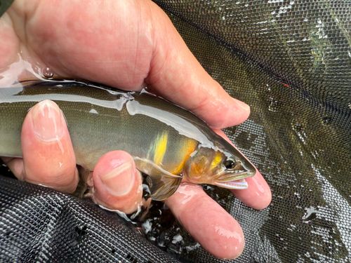 アユの釣果
