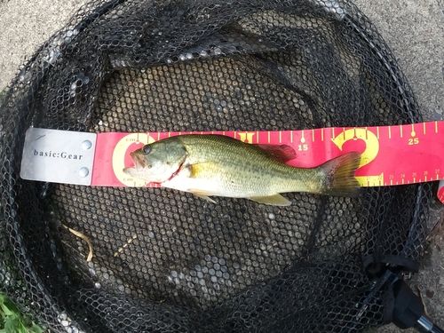 ラージマウスバスの釣果