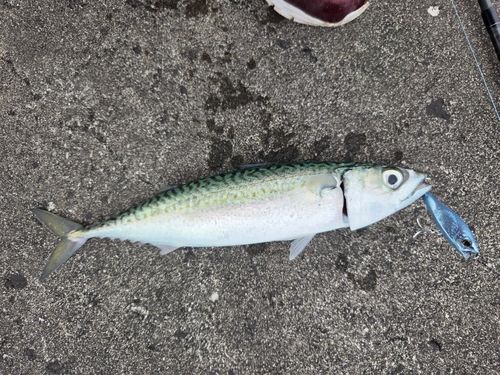 サバの釣果