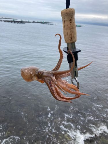 イイダコの釣果
