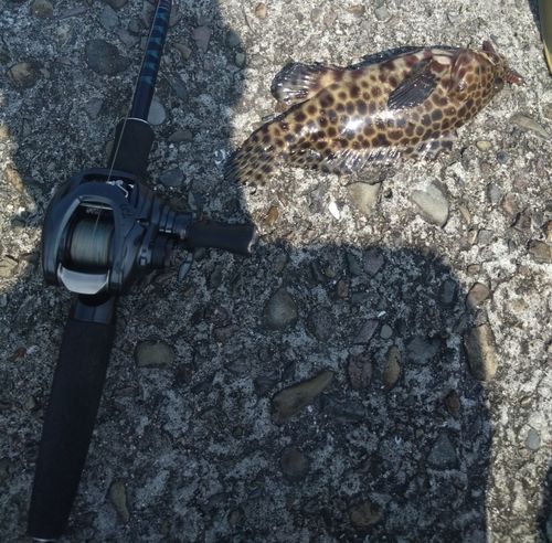 カンモンハタの釣果